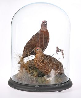TAXIDERMY: TWO GROUSE, in a naturalistic setting,