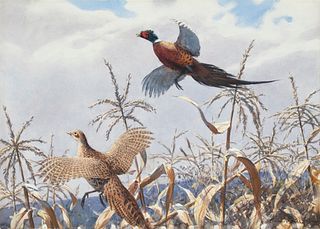 Aiden Lassell Ripley (1896-1969) A Pair of Pheasants 
