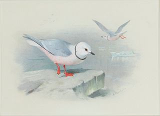 Archibald Thorburn (1860-1935) Ross's Gull 