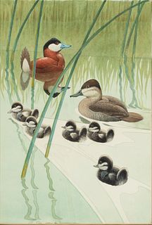 Francis Lee Jaques (1887-1969) Ruddy Duck 