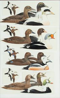Roger Tory Peterson (1908-1996) Eiders 