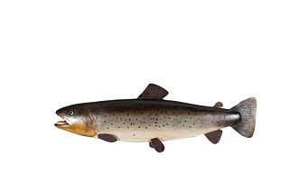 Brown or Lake Trout 