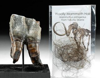Fossilized Wooly Rhino Tooth & Wooly Mammoth Hair