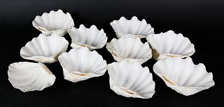 Natural Clam Shell Bowls