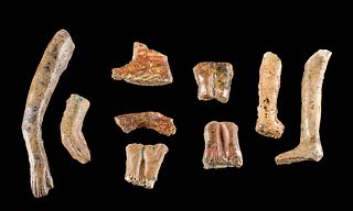 9 Egyptian Glass Fragments - Lion & Human Appendages