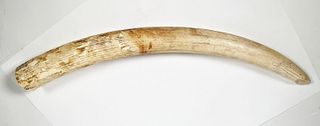 Antique Elephant Ivory Tusk 33" Long