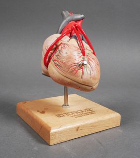 Anatomical Human HEART MODEL