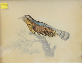 In the manner of Louis Fuertes or Robert Havell, study of bird perched on a branch, watercolor and pencil on paper, unsigned, 9 3/4" x 12".