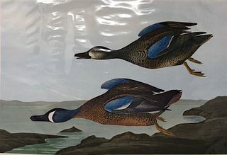 Folio Print, Audubon's Birds, Wm. Penn Publishing