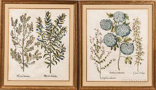 Basilius Besler (German, 1561-1629)  Four Botanical Prints from the Hortus Eystettensis: Alcea Syriaca Flore Candido, Myrt...