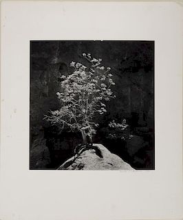 Ronald W. Wohlauer (b. 1947): Scrub Oak, Garden of the Gods