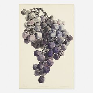 Don Nice, Minneapolis Grapes (Study)