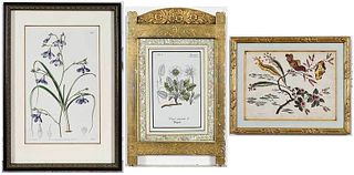 Group of 15 Framed Botanical Prints