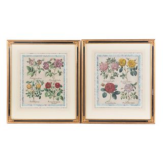 Basilius Besler. Two Framed Floral Engravings