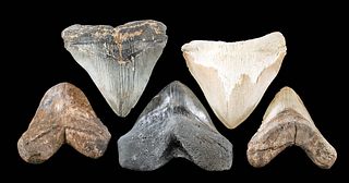 Lot of 5 Large Fossilized Megalodon Teeth