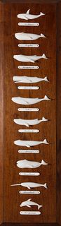 Paul Morris Carved Whale Ivory Whale Species on Mahogany Board