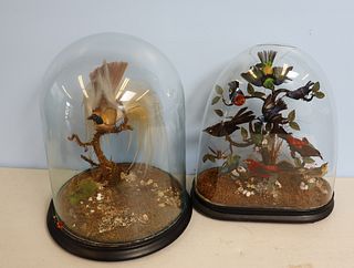 2 Victorian Bird Taxidermy Displays In Dome Glass
