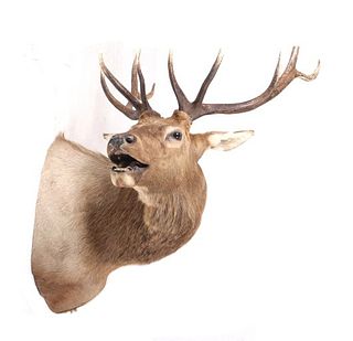 Montana Rocky Mountain 5x5 Bull Elk Shoulder Mount