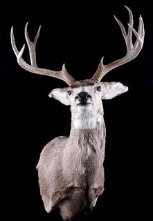 Trophy Montana Mule Deer Shoulder Mount