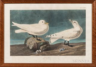 John James Audubon (1785-1851) Ivory Gull