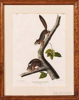 John James Audubon (1785-1851) Richardsons Columbian Squirrel