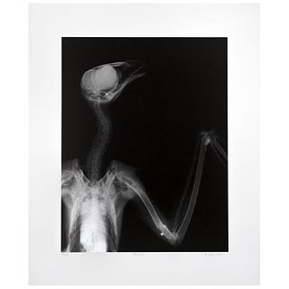 MARK DION , Raptar, Signed and dated 2000, Digital print 166 / 300, 14.5 x 11.4" (37 x 29 cm), With document from Serpentine Gallery