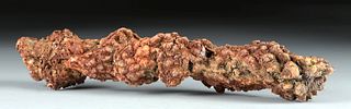 Ancient Fossilized Coprolite (from Turtle)
