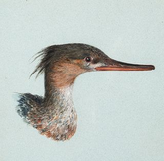 Attr. to Howard Carter (Am. 1874-1939)     -  Group Lot: 1] Shell Drake Duck  2] Bittern   -   Watercolor on paper, framed under glass