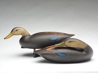 Excellent pair of hollow carved black ducks, Anthony Murray, Pungo, Virginia.