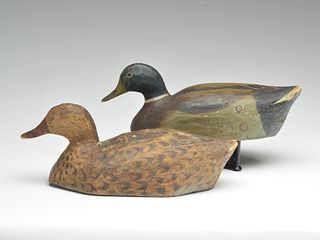 Very early pair of mallards, Mike Frady, New Orleans, Louisiana.
