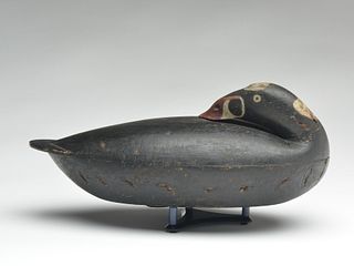 Rare and important sleeping scoter, Albert D. Laing,  New York, New York and Stratford, Connecticut, circa mid-19th  century.