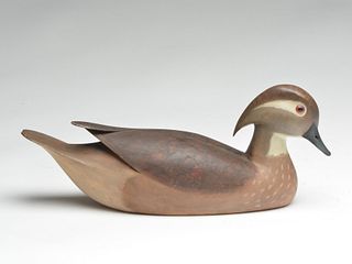 Wood duck hen, Ernest Vidacovich, Avondale, Louisiana.