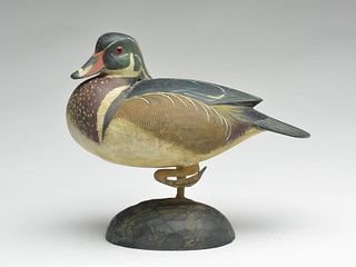 Standing wood duck, Reggie Birch, Chincoteague, Virginia.