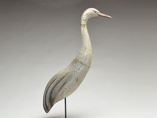 Large great grey heron, from New Jersey, 1st half 20th century.