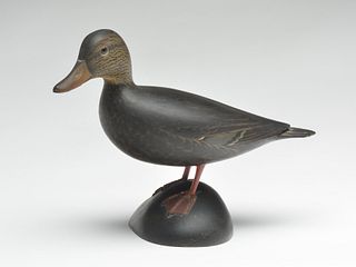 Standing 2/3 size black duck, Elmer Crowell, East Harwich, Massachusetts.