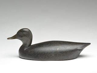 Black duck, John R. Wells, Toronto, Ontario.