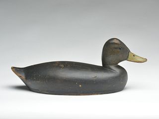 Rare black duck, Zeke McDonald, Mt. Clemens Michigan, 1st quarter 20th century.