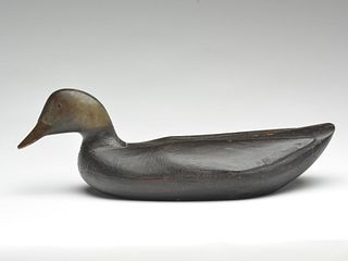 Black duck, Gus Wilson, South Portland, Maine, 1st half 20th century.