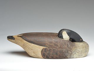 Sleeping Canada goose from New England, 1st quarter 20th century.