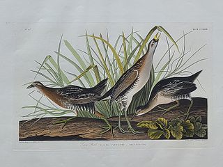 Original aquatint engraving, John James Audubon (1785-1851), Plate 306 - Sora Rail.