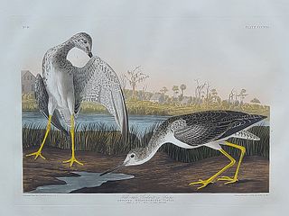 Original aquatint engraving, John James Audubon (1785-1851), Plate 345 - Tell-Tale Godwit or Snipe.