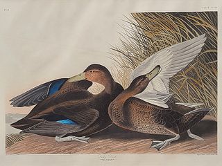 Original aquatint engraving, John James Audubon (1785-1851), Plate 386 - Duskey Duck.