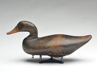 Black duck, James Holly, Havre de Grace, Maryland.