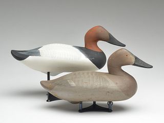 Canvasback hen and drake, Madison Mitchell, Havre de Grace, Maryland.