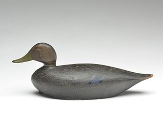 Black duck from Massachusetts, 1st quarter 20th century.