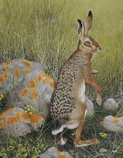 Ken Lilly (1929 - 1996) "Hare"