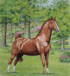 Peter Barrett (B. 1935) "Saddlebred Horse"