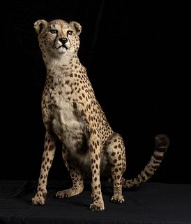 COMPLETE TAXIDERMY OF CHEETAH 