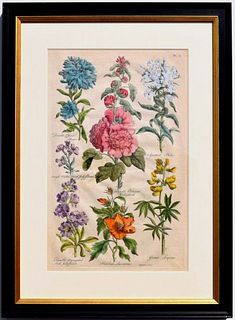 John Hill 18th century framed botanical engraving - Courtesy D M DeLaurentis Fine Antique Prints, Pennsylvania