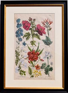 John Hill 18th century framed botanical engraving - Courtesy D M DeLaurentis Fine Antique Prints, Pennsylvania